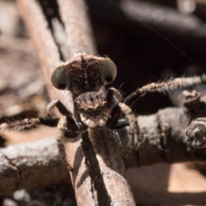 Maratus vespertilio at Hall, ACT - 21 Sep 2020