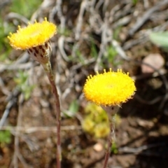 Leptorhynchos squamatus subsp. squamatus (Scaly Buttons) at Black Mountain - 21 Sep 2020 by RWPurdie