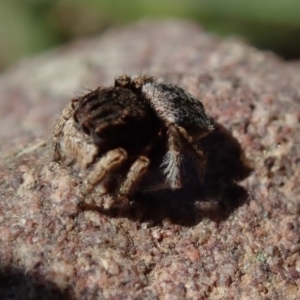 Maratus vespertilio at Wee Jasper, NSW - 21 Sep 2020