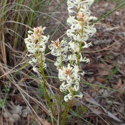 Stackhousia monogyna (Creamy Candles) at Black Mountain - 21 Sep 2020 by RWPurdie