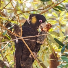 Zanda funerea (Yellow-tailed Black-Cockatoo) at ANBG - 16 Sep 2020 by mlim