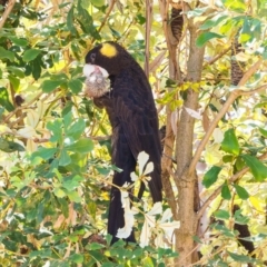 Zanda funerea at Acton, ACT - 16 Sep 2020