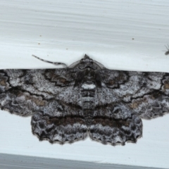 Cleora displicata (A Cleora Bark Moth (Boarmiini) at Ainslie, ACT - 21 Sep 2020 by jb2602