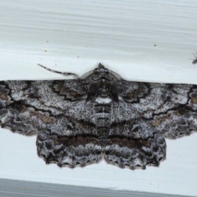Cleora displicata (A Cleora Bark Moth (Boarmiini) at Ainslie, ACT - 21 Sep 2020 by jb2602