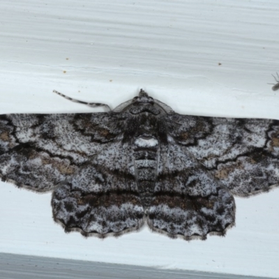 Cleora displicata (A Cleora Bark Moth) at Ainslie, ACT - 21 Sep 2020 by jbromilow50