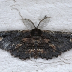 Pholodes sinistraria (Sinister or Frilled Bark Moth) at Ainslie, ACT - 21 Sep 2020 by jbromilow50