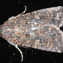 Hypoperigea tonsa (A Noctuid moth (Acronictinae) at Ainslie, ACT - 21 Sep 2020 by jb2602