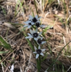 Wurmbea dioica subsp. dioica (Early Nancy) at Australian National University - 21 Sep 2020 by TimYiu