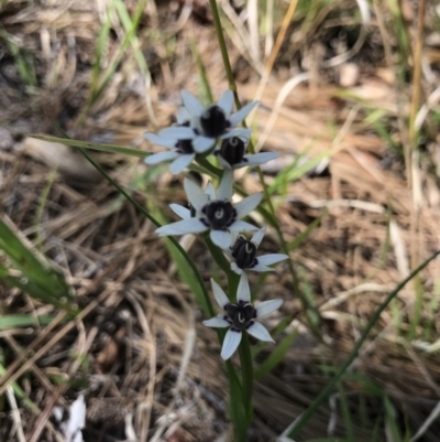 Wurmbea dioica subsp. dioica (Early Nancy) at Australian National University - 21 Sep 2020 by TimYiu