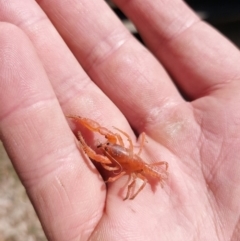 Engaeus cymus (Blunt Nosed Burrowing Crayfish.) at Tharwa, ACT - 22 Sep 2020 by towndek