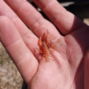 Engaeus cymus at Tharwa, ACT - 22 Sep 2020