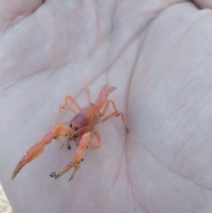 Engaeus cymus at Tharwa, ACT - 22 Sep 2020