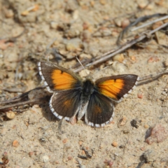 Lucia limbaria (Chequered Copper) at Tuggeranong Hill - 19 Sep 2020 by MatthewFrawley