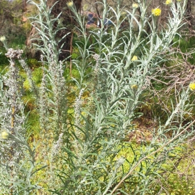 Chrysocephalum semipapposum (Clustered Everlasting) at Monument Hill and Roper Street Corridor - 22 Sep 2020 by clairesandford