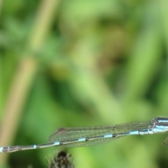 Austrolestes leda (Wandering Ringtail) at Callum Brae - 21 Sep 2020 by SandraH