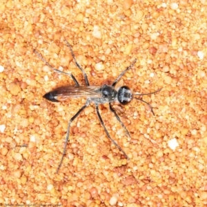 Podalonia tydei at Acton, ACT - 21 Sep 2020