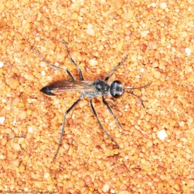Podalonia tydei (Caterpillar-hunter wasp) at ANBG - 21 Sep 2020 by Roger