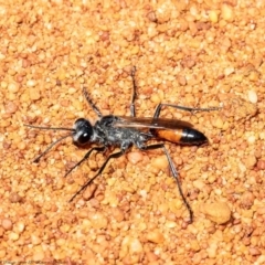 Podalonia tydei at Acton, ACT - 21 Sep 2020 11:59 AM