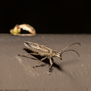 Temnosternus planiusculus at Acton, ACT - 21 Sep 2020 12:30 PM