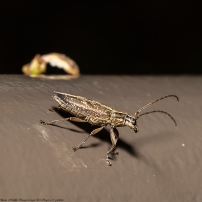 Temnosternus planiusculus (Longhorn beetle) at ANBG - 21 Sep 2020 by Roger