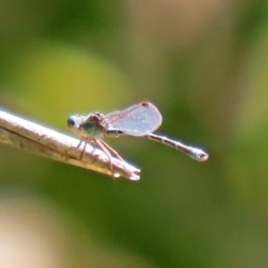 Austrolestes aridus at Molonglo Valley, ACT - suppressed