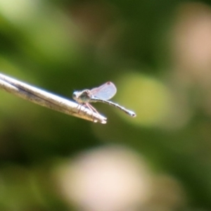 Austrolestes aridus at Molonglo Valley, ACT - suppressed