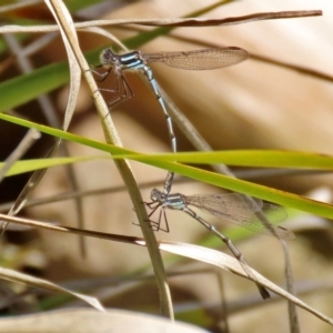 Austrolestes annulosus at Molonglo Valley, ACT - 21 Sep 2020