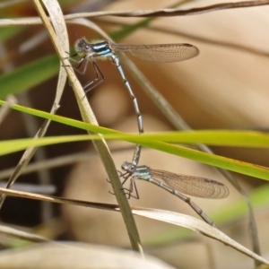 Austrolestes annulosus at Molonglo Valley, ACT - 21 Sep 2020