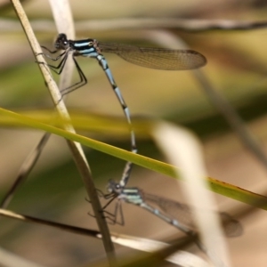 Austrolestes annulosus at Molonglo Valley, ACT - 21 Sep 2020