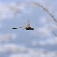 Anax papuensis (Australian Emperor) at Fyshwick, ACT - 21 Sep 2020 by RodDeb