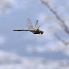 Anax papuensis at Fyshwick, ACT - 21 Sep 2020