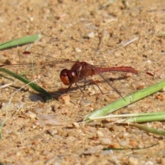 Diplacodes bipunctata (Wandering Percher) at Jerrabomberra Wetlands - 21 Sep 2020 by RodDeb