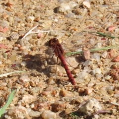 Diplacodes bipunctata at Fyshwick, ACT - 21 Sep 2020