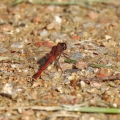 Diplacodes bipunctata at Fyshwick, ACT - 21 Sep 2020