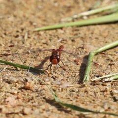 Diplacodes bipunctata at Fyshwick, ACT - 21 Sep 2020