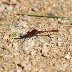 Diplacodes bipunctata at Fyshwick, ACT - 21 Sep 2020