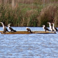 Phalacrocorax varius (Pied Cormorant) at Kingston, ACT - 21 Sep 2020 by RodDeb