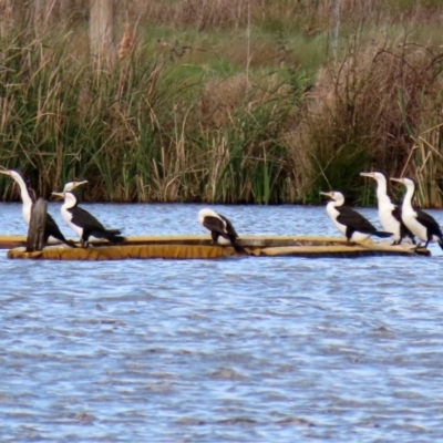 Phalacrocorax varius (Pied Cormorant) at Jerrabomberra Wetlands - 21 Sep 2020 by RodDeb