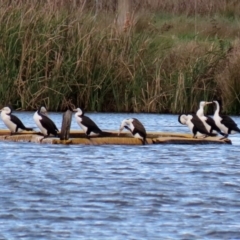 Phalacrocorax varius at Kingston, ACT - 21 Sep 2020