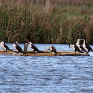 Phalacrocorax varius at Kingston, ACT - 21 Sep 2020