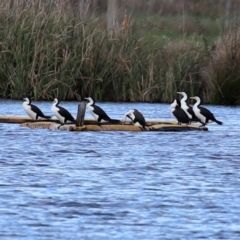 Phalacrocorax varius at Kingston, ACT - 21 Sep 2020