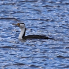 Phalacrocorax varius at Kingston, ACT - 21 Sep 2020