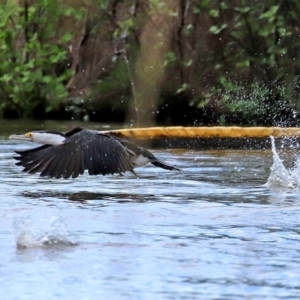 Phalacrocorax varius at Kingston, ACT - 21 Sep 2020