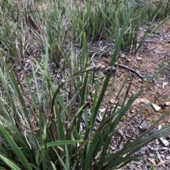 Dianella revoluta var. revoluta (Black-Anther Flax Lily) at Bruce Ridge - 21 Sep 2020 by LeafBird