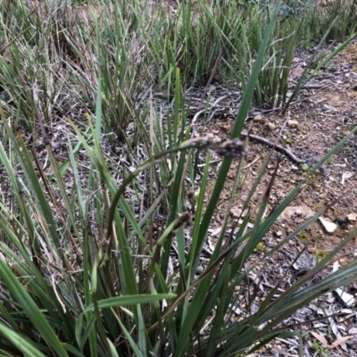 Dianella revoluta var. revoluta (Black-Anther Flax Lily) at Bruce, ACT - 21 Sep 2020 by Goldtuft864