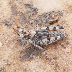 Pycnostictus seriatus (Common Bandwing) at Dryandra St Woodland - 22 Sep 2020 by tpreston