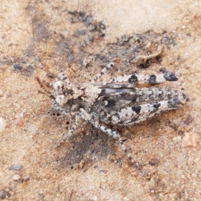 Pycnostictus seriatus (Common Bandwing) at O'Connor, ACT - 22 Sep 2020 by tpreston