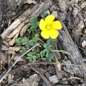 Oxalis sp. at Bruce, ACT - suppressed