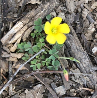 Oxalis sp. (Wood Sorrel) at Bruce Ridge - 22 Sep 2020 by LeafBird