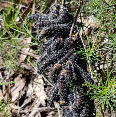 Perga sp. (genus) (Sawfly or Spitfire) at Dryandra St Woodland - 22 Sep 2020 by tpreston